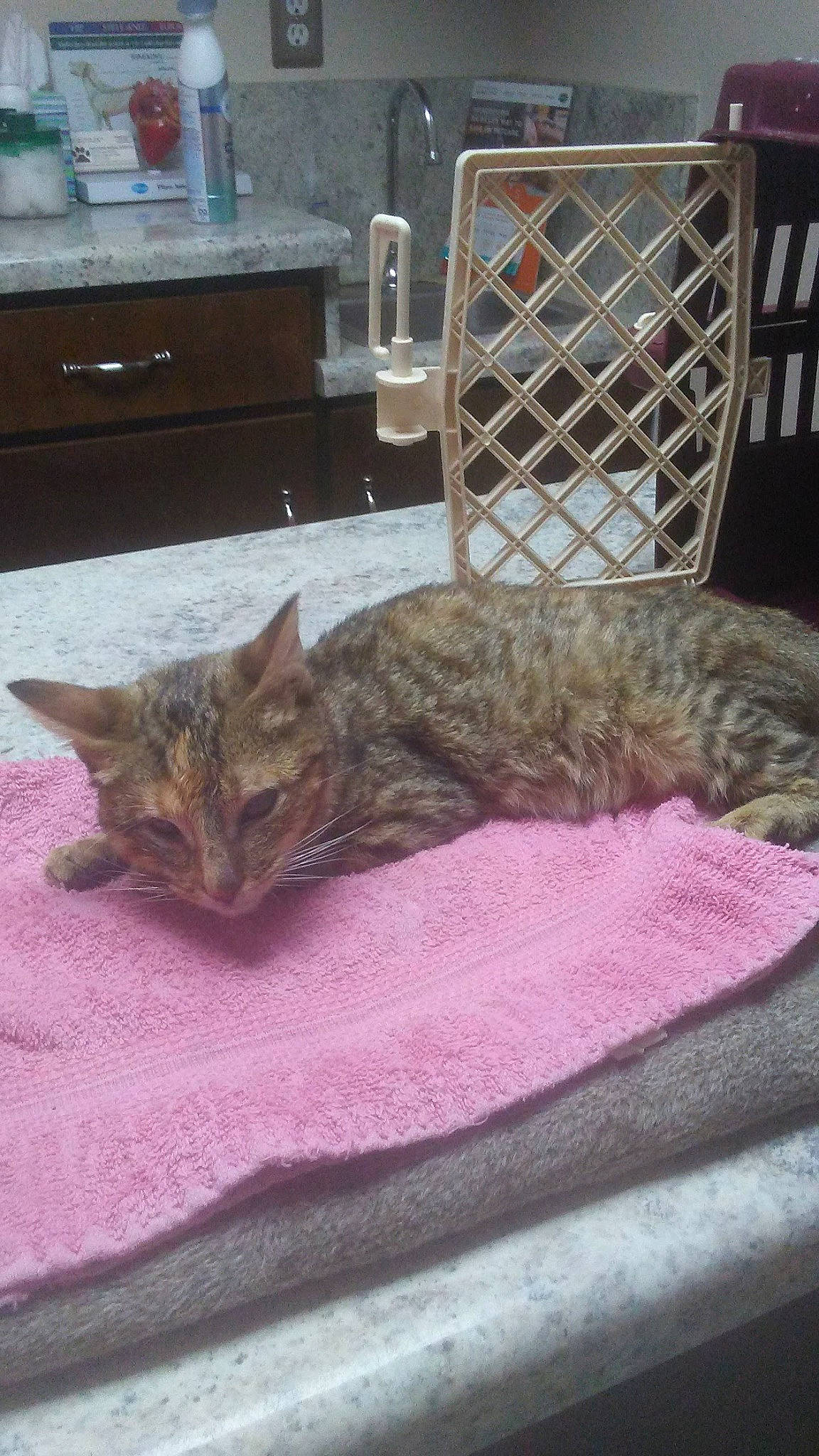 Faith joined the competition — help win amazing prizes! cabinetry, carnivore, cat, chest_of_drawers, comfort, domestic_short_haired_cat, drawer, fawn, felidae, fur, linens, mammal, mesh, pet_supply, small_to_medium_sized_cats, snout, tail, terrestrial_animal, vertebrate, whiskers