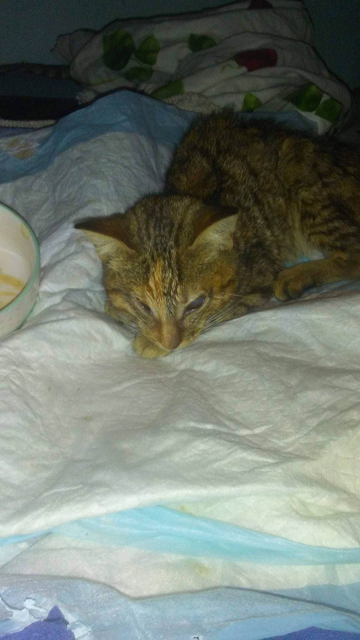 Faith joined the competition — help win amazing prizes! bed, carnivore, cat, cat_bed, claw, comfort, domestic_short_haired_cat, fawn, felidae, fur, huangshan_maofeng, linens, mixing_bowl, nap, serveware, small_to_medium_sized_cats, tail, terrestrial_animal, textile, whiskers