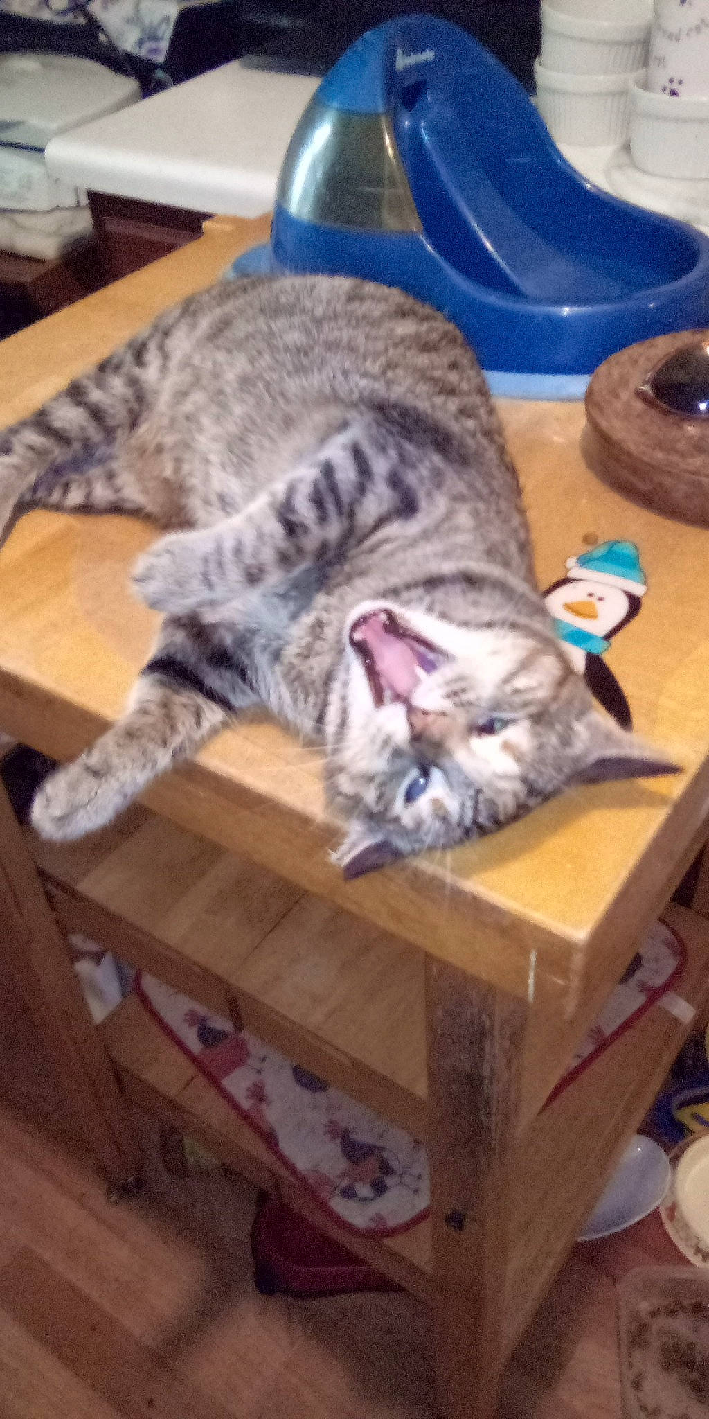 Faith is registered to the contest to win money with this photo: carnivore, cat, comfort, domestic_short_haired_cat, felidae, flooring, fur, hardwood, mammal, nap, paw, small_to_medium_sized_cats, snout, table, vertebrate, whiskers, wood