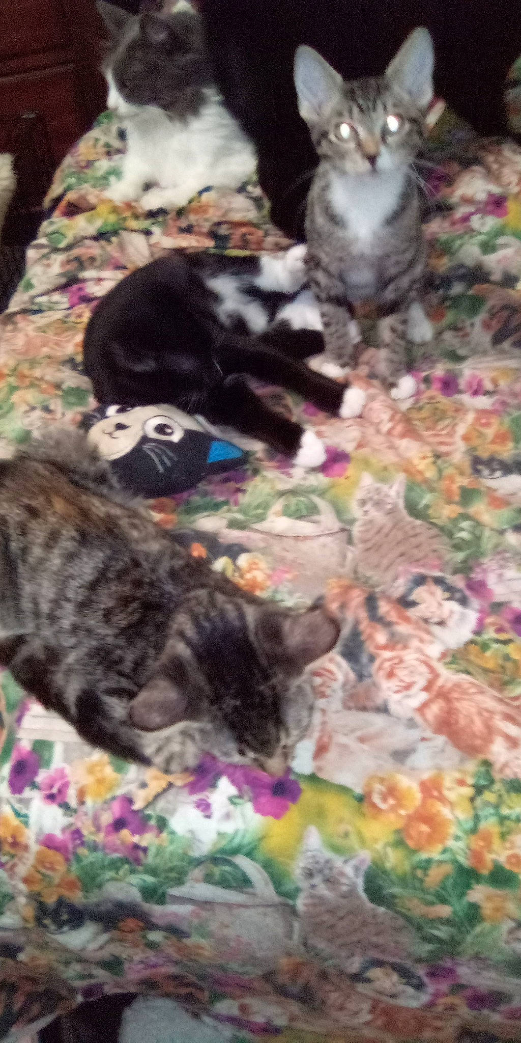 Baby Boy is registered to the contest to win money with this photo: carnivore, cat, comfort, domestic_short_haired_cat, felidae, fur, grass, groundcover, photography, plant, small_to_medium_sized_cats, snapshot, tail, terrestrial_animal, tree, whiskers