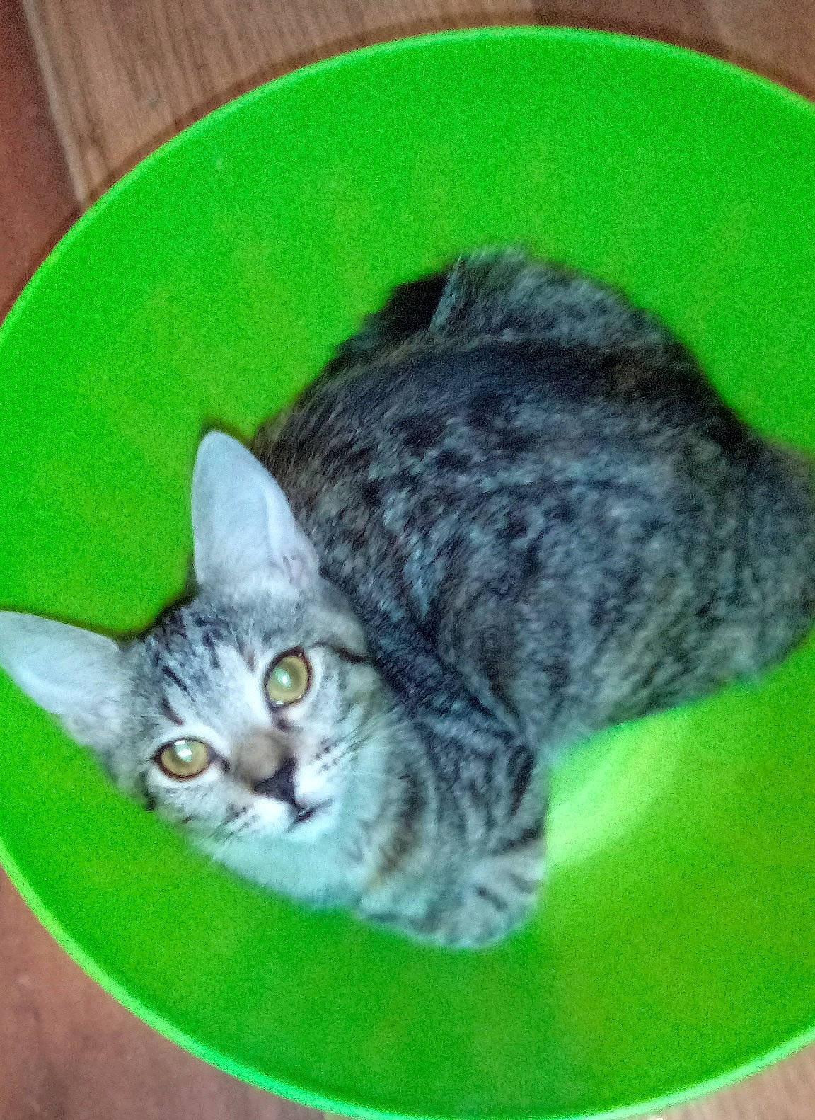 Baby Boy joined the competition — help win amazing prizes! carnivore, cat, cat_supply, domestic_short_haired_cat, ear, felidae, fur, grass, paw, small_to_medium_sized_cats, snout, tail, terrestrial_animal, whiskers