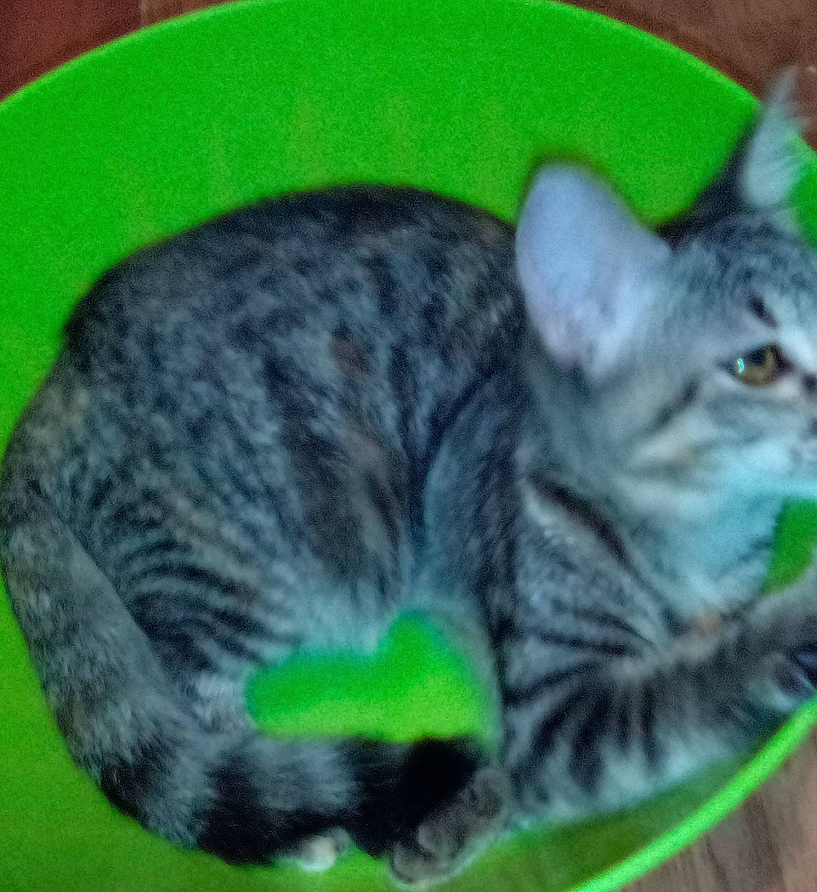 Baby Boy is registered to the contest to win money with this photo: carnivore, cat, domestic_short_haired_cat, felidae, fur, grass, paw, small_to_medium_sized_cats, snout, tail, terrestrial_animal, whiskers