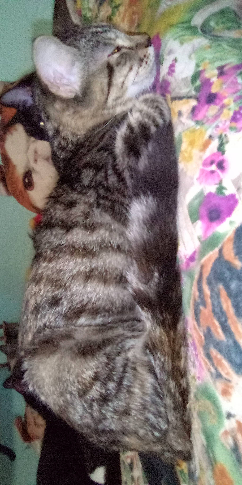 Baby Boy joined the competition — help win amazing prizes! canidae, carnivore, cat, claw, comfort, dog_breed, domestic_short_haired_cat, felidae, fur, nap, pattern, paw, selfie, sleep, small_to_medium_sized_cats, snout, tail, whiskers