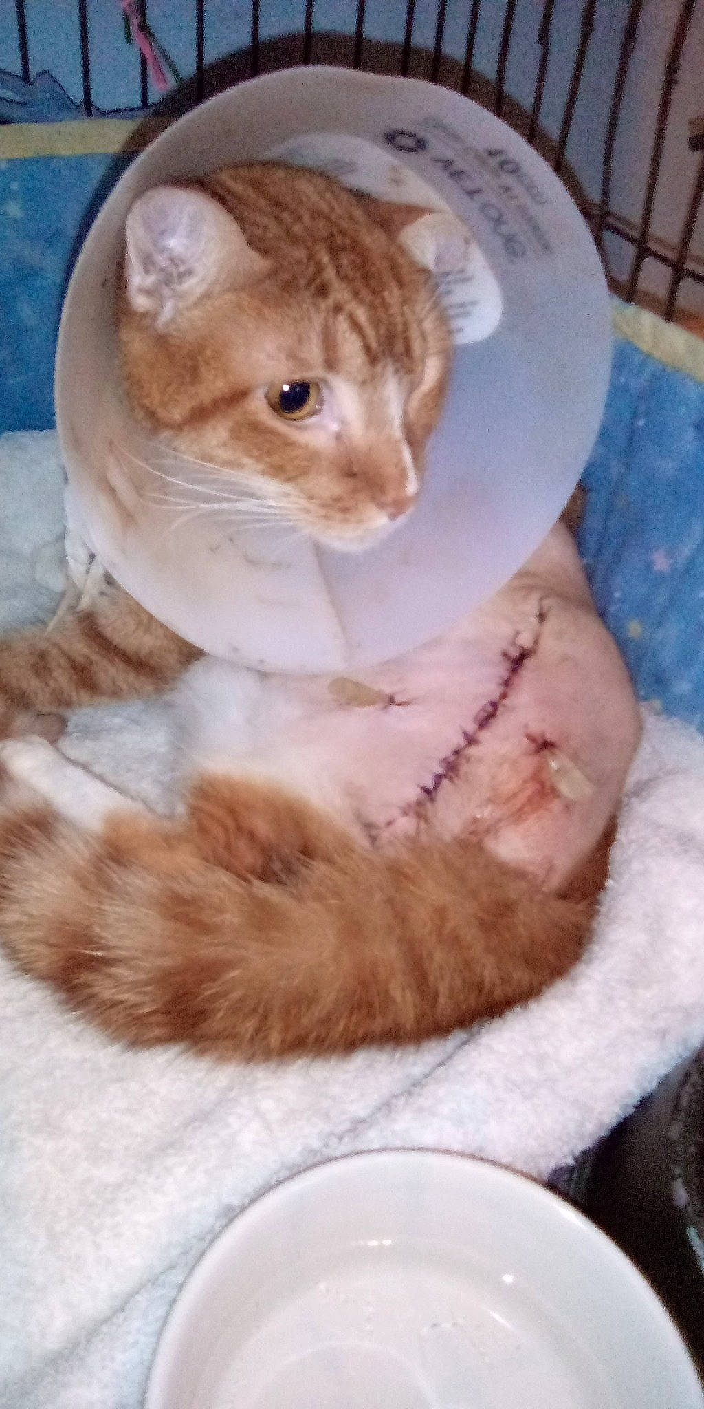 Mikey joined the competition — help win amazing prizes! carnivore, cat, claw, comfort, domestic_short_haired_cat, ear, fawn, felidae, fur, mammal, paw, pet_supply, small_to_medium_sized_cats, snout, tail, terrestrial_animal, whiskers