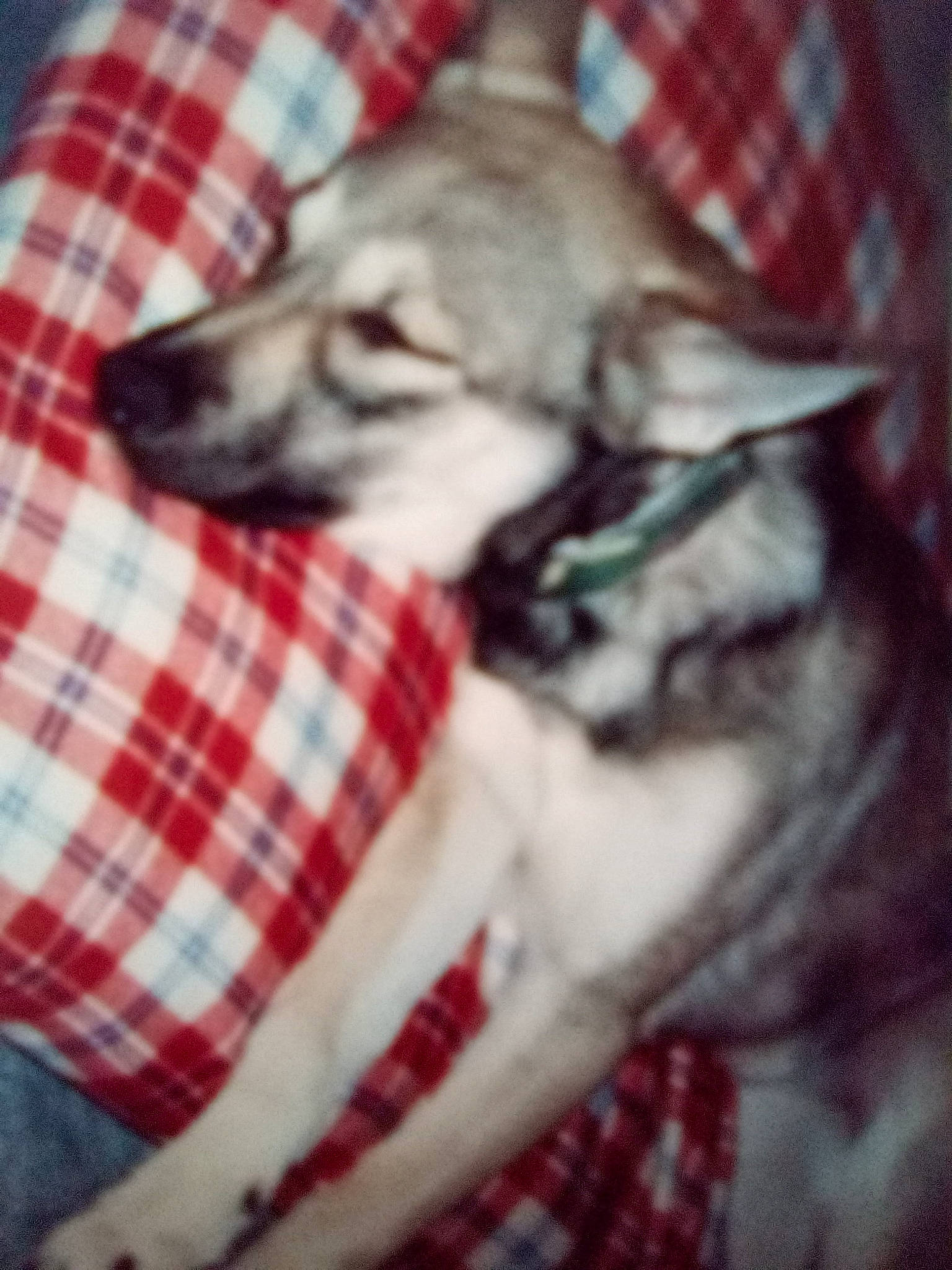 Bandit joined the competition — help win amazing prizes! canidae, carnivore, comfort, companion_dog, dog, dog_breed, dog_supply, fawn, fur, linens, pattern, paw, plaid, small_to_medium_sized_cats, snout, sporting_group, tail, tartan, whiskers, working_animal