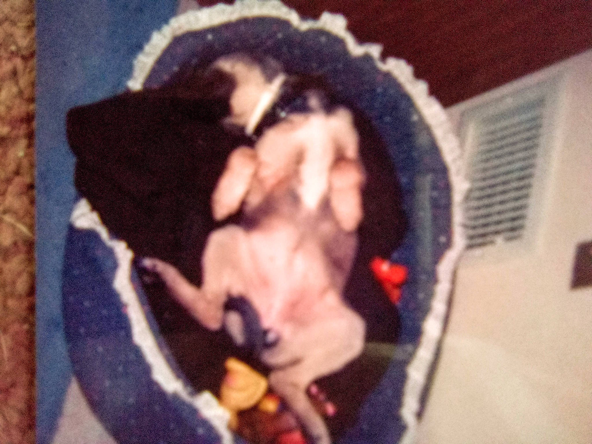 Bandit joined the competition — help win amazing prizes! art, beard, canidae, companion_dog, dog_breed, dress, fawn, felidae, fur, linens, musical_instrument, non_sporting_group, pattern, room, small_to_medium_sized_cats, sporting_group, tail, vintage_clothing, visual_arts, whiskers