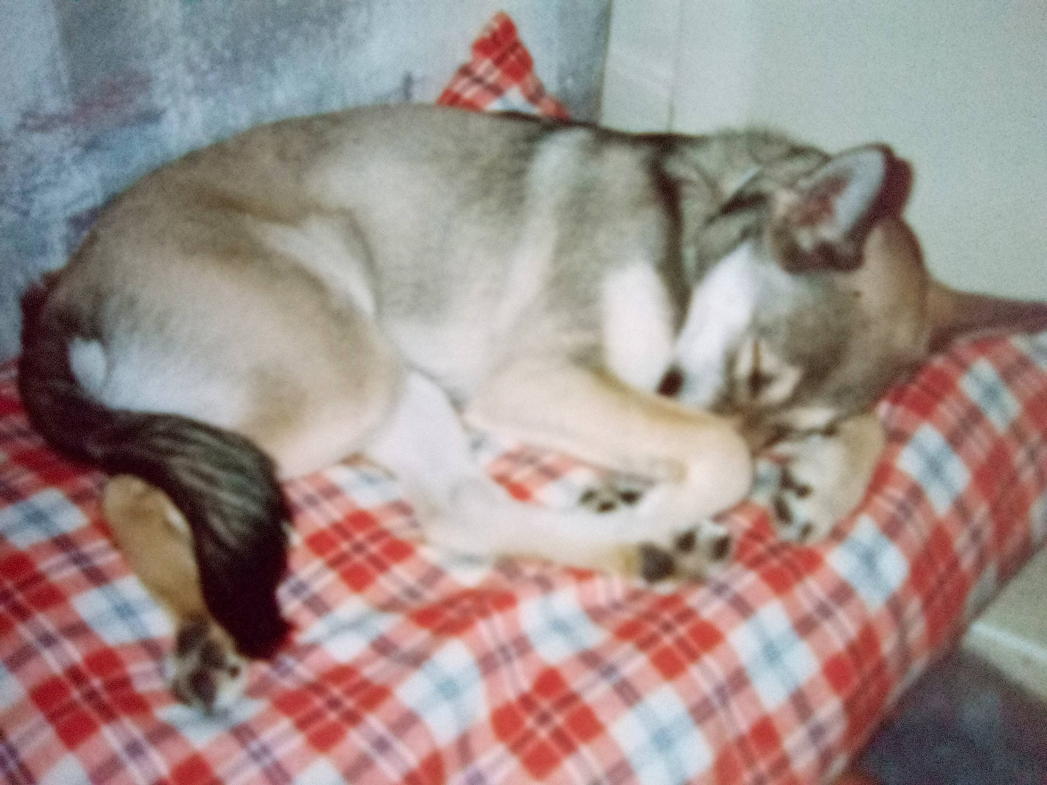 Bandit joined the competition — help win amazing prizes! canidae, carnivore, comfort, companion_dog, dog, dog_breed, fawn, felidae, linens, mammal, pattern, plaid, siberian_husky, small_to_medium_sized_cats, snout, sporting_group, tail, tartan, vertebrate, whiskers