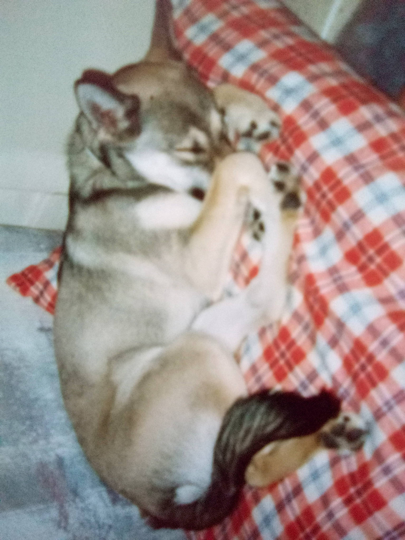 Bandit is registered to the contest to win money with this photo: carnivore, cat, comfort, companion_dog, dog_breed, domestic_short_haired_cat, fawn, felidae, fur, linens, nap, pattern, paw, plaid, small_to_medium_sized_cats, snout, tail, tartan, terrestrial_animal, whiskers