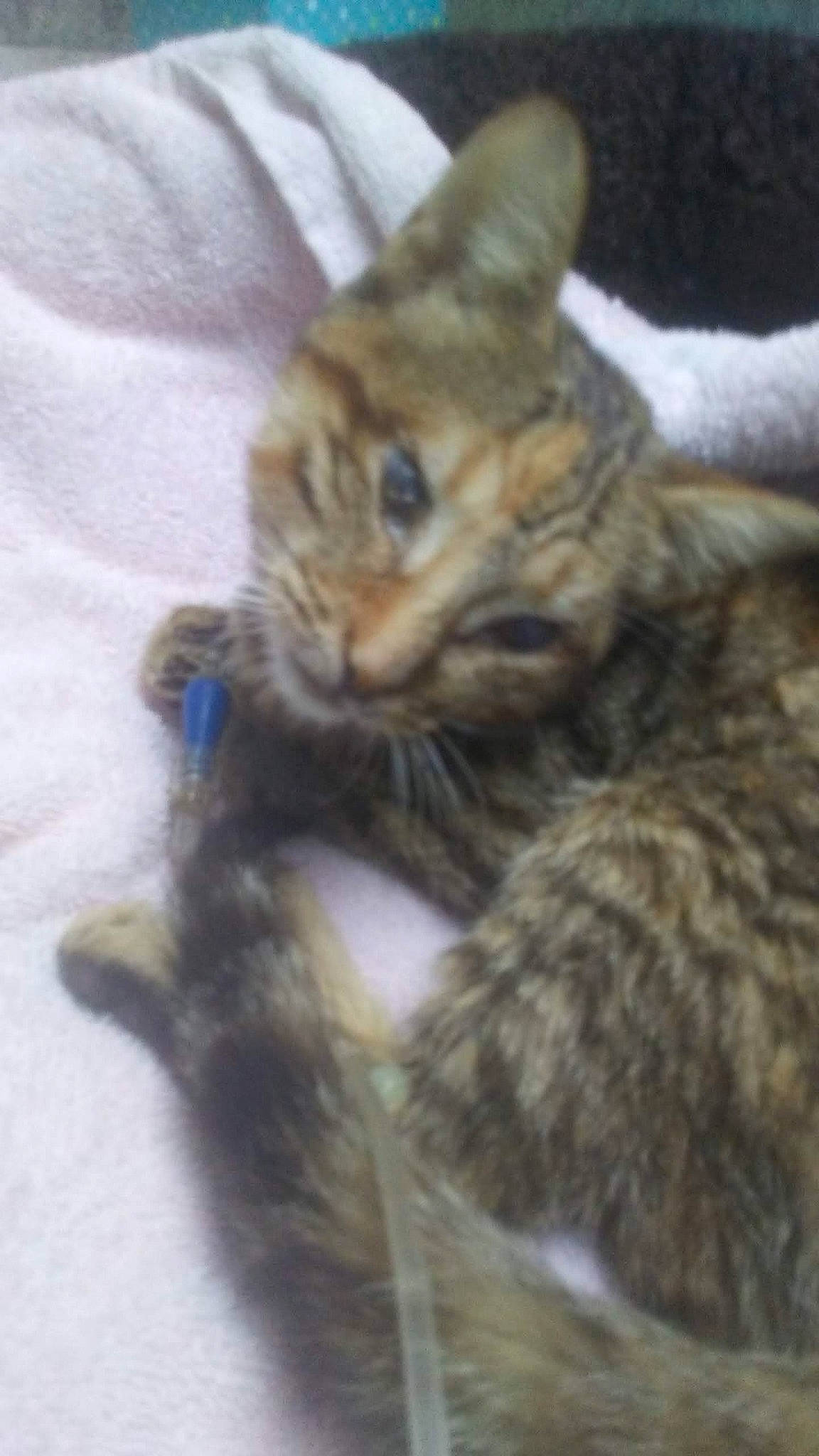 Faith And All My Rescue Kitties