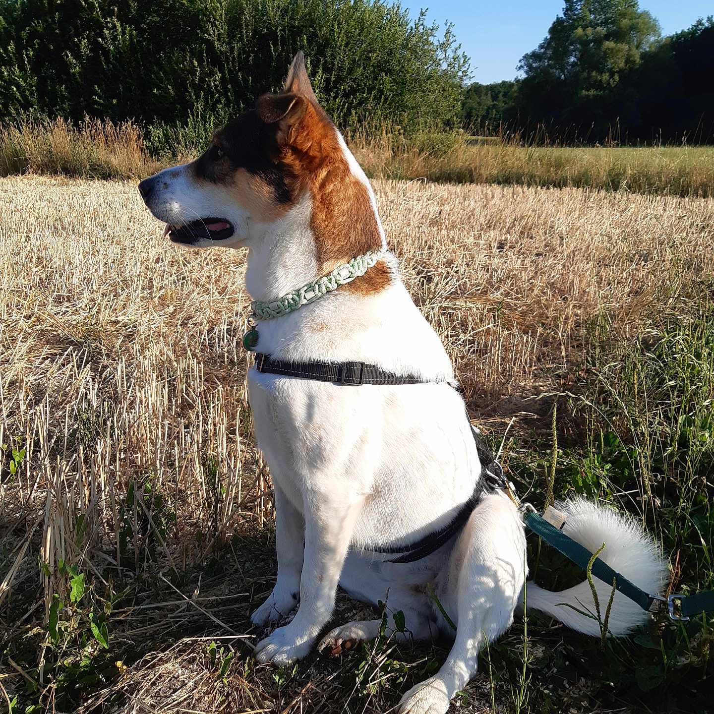 Bindi participe au concours pour gagner de l'argent avec cette photo : accessories, animal, ball, canine, countryside, dog, field, football, grass, grassland, nature, outdoors, pet, plant, soccer, soccerball, sphere, sport, strap, straw