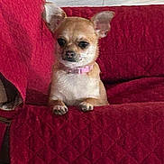 Raini is registered to the contest to win money with this photo: dog, chihuahua, small_dog, pet, indoor, couch, red_couch, quilted, seated, animal, fur, ears, collar, cute, domestic_animal, canine, companion, resting, home, furniture