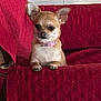 dog, chihuahua, small_dog, pet, indoor, couch, red_couch, quilted, seated, animal, fur, ears, collar, cute, domestic_animal, canine, companion, resting, home, furniture