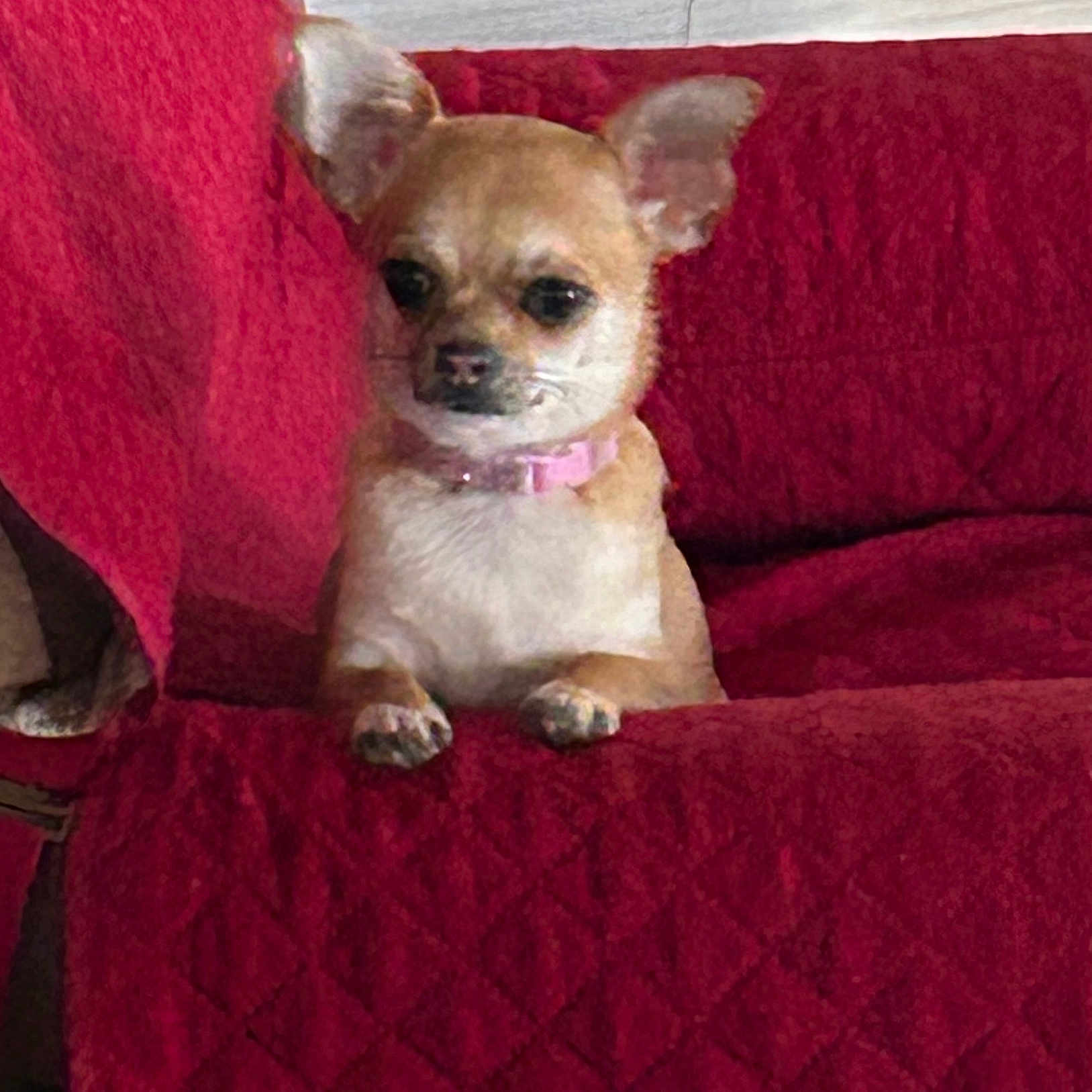 Raini is registered to the contest to win money with this photo: animal, canine, chihuahua, collar, companion, couch, cute, dog, domestic_animal, ears, fur, furniture, home, indoor, pet, quilted, red_couch, resting, seated, small_dog