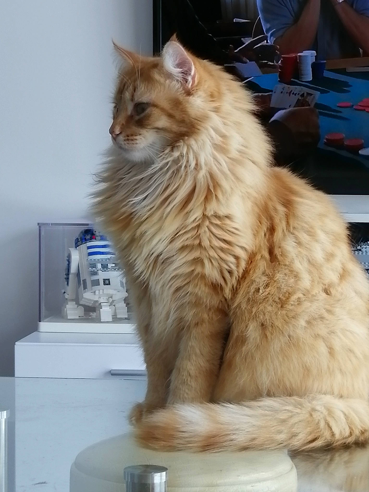Anakin participe au concours pour gagner de l'argent avec cette photo : box, carnivore, cat, fawn, felidae, fur, home_appliance, maine_coon, paw, small_to_medium_sized_cats, snout, tail, whiskers
