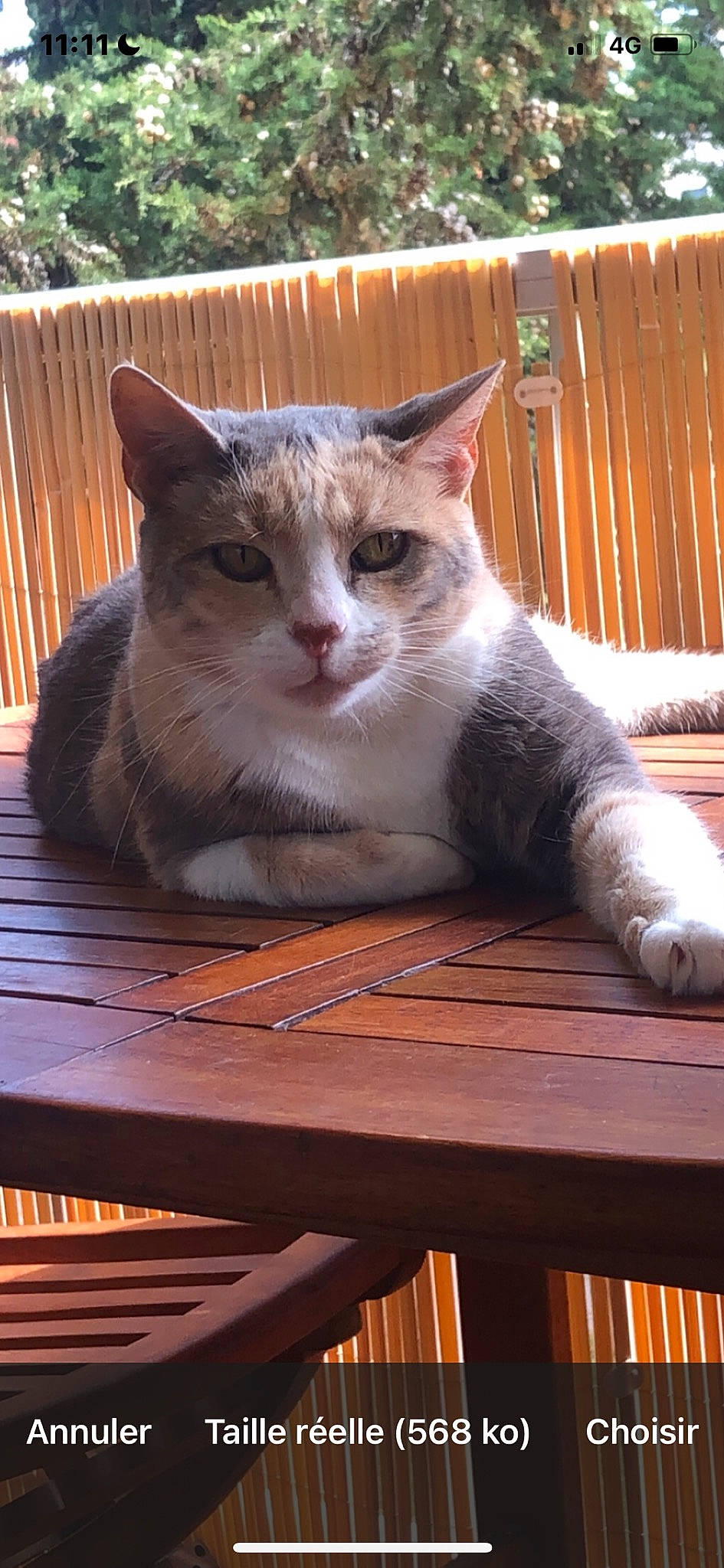 Minette participe au concours pour gagner de l'argent avec cette photo : carnivore, cat, domestic_short_haired_cat, fawn, felidae, fur, grass, hardwood, paw, pet_supply, plant, sitting, small_to_medium_sized_cats, snout, tail, whiskers, window, wood, wood_stain