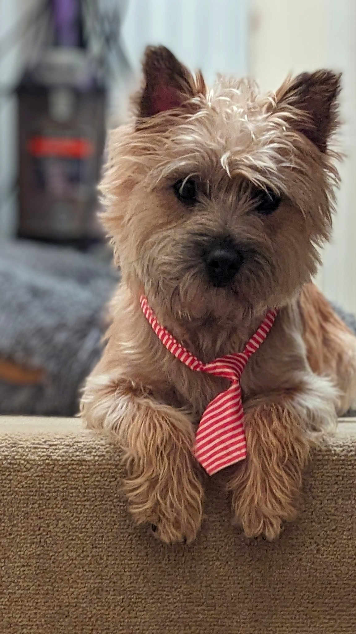 Teddy