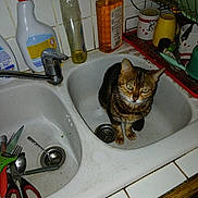 Cacahuète a rejoint le concours — aidez-le/la à gagner de superbes lots ! animal, cat, cleaning_bottle, countertop, cup, curious, dish_rack, domestic, drain, fork, indoor, kitchen, pet, scissors, sink, spoon, tabby_cat, tap, tile, utensils