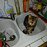 animal, cat, cleaning_bottle, countertop, cup, curious, dish_rack, domestic, drain, fork, indoor, kitchen, pet, scissors, sink, spoon, tabby_cat, tap, tile, utensils