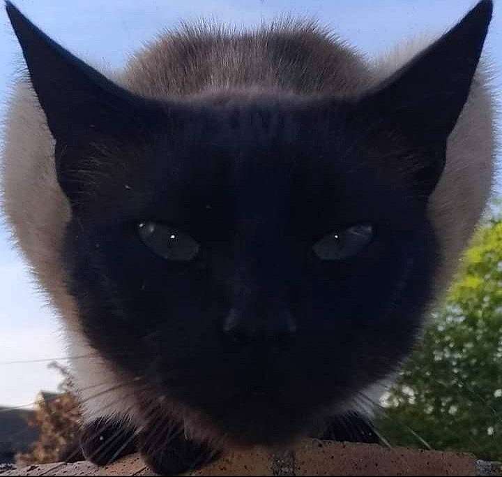 Menphis participe au concours pour gagner de l'argent avec cette photo : black_cat, carnivore, cat, domestic_short_haired_cat, eye, felidae, fur, grass, iris, sky, small_to_medium_sized_cats, snout, tail, terrestrial_animal, tree, whiskers, wildlife