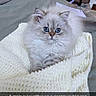 blanket, blue_eyes, cat, couch, cozy, cute, domestic_cat, fluffy, furniture, household, indoor, kitten, knitted_blanket, living_room, looking_at_camera, pet, portrait, resting, small_animal, text_overlay