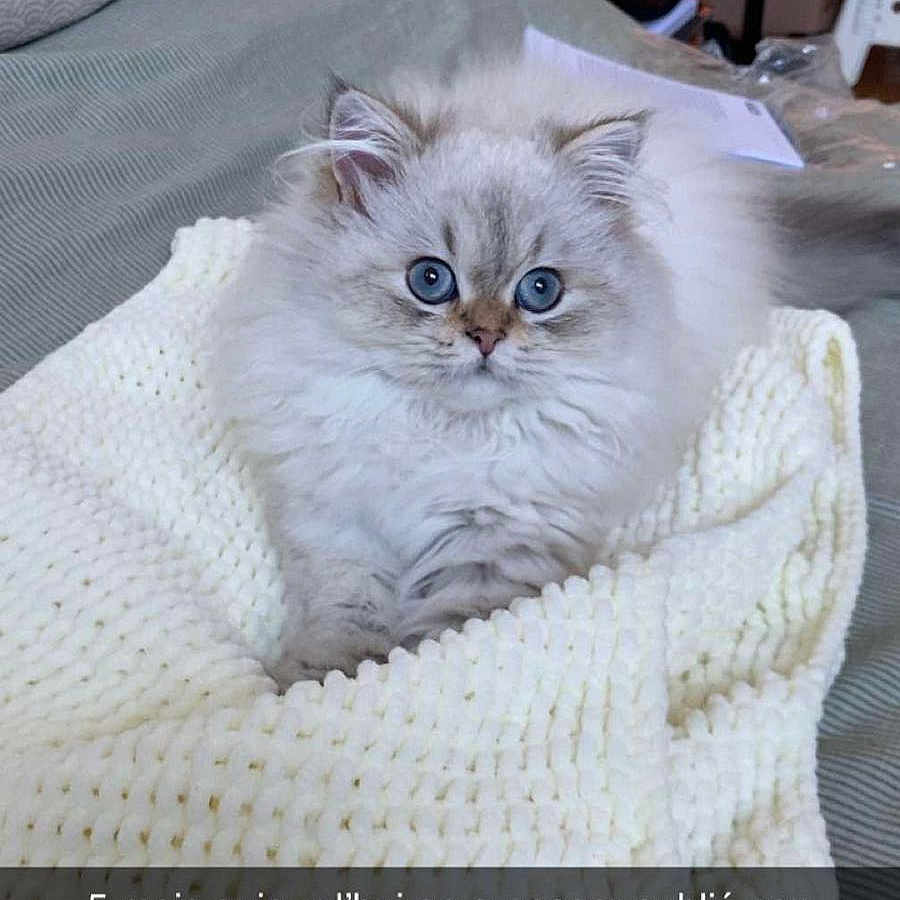 Poupou
