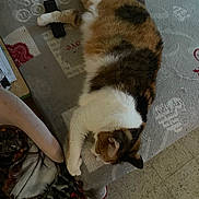 Marie a rejoint le concours — aidez-le/la à gagner de superbes lots ! cat, calico_cat, pet, indoor, couch, blanket, remote_control, furniture, relaxing, sleeping, cozy, home, floor, patterned, animal, fur, whiskers, paw, resting, tabby