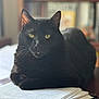animal, black_cat, blurred_background, cat, close_up, document, domestic_cat, focus_on_subject, fur, home, indoor, laying_down, paper, pet, relaxed, resting, stack_of_papers, table, whiskers, yellow_eyes