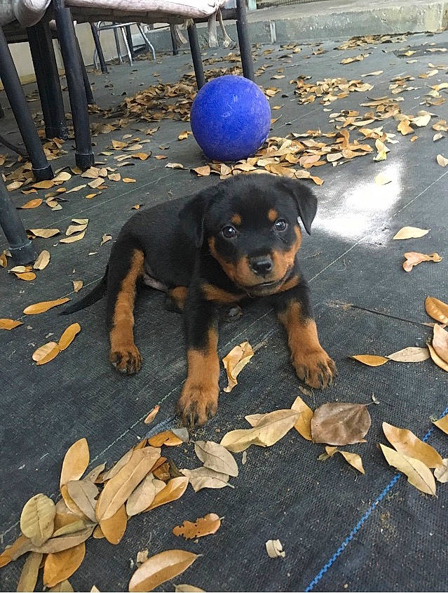 Kaiser is registered to the contest to win money with this photo: austrian_black_and_tan_hound, black_and_tan_terrier, canidae, carlin_pinscher, carnivore, companion_dog, dog, dog_breed, fawn, huntaway, mammal, molosser, puppy, rottweiler, snout, street_dog, transylvanian_hound, vertebrate, working_dog