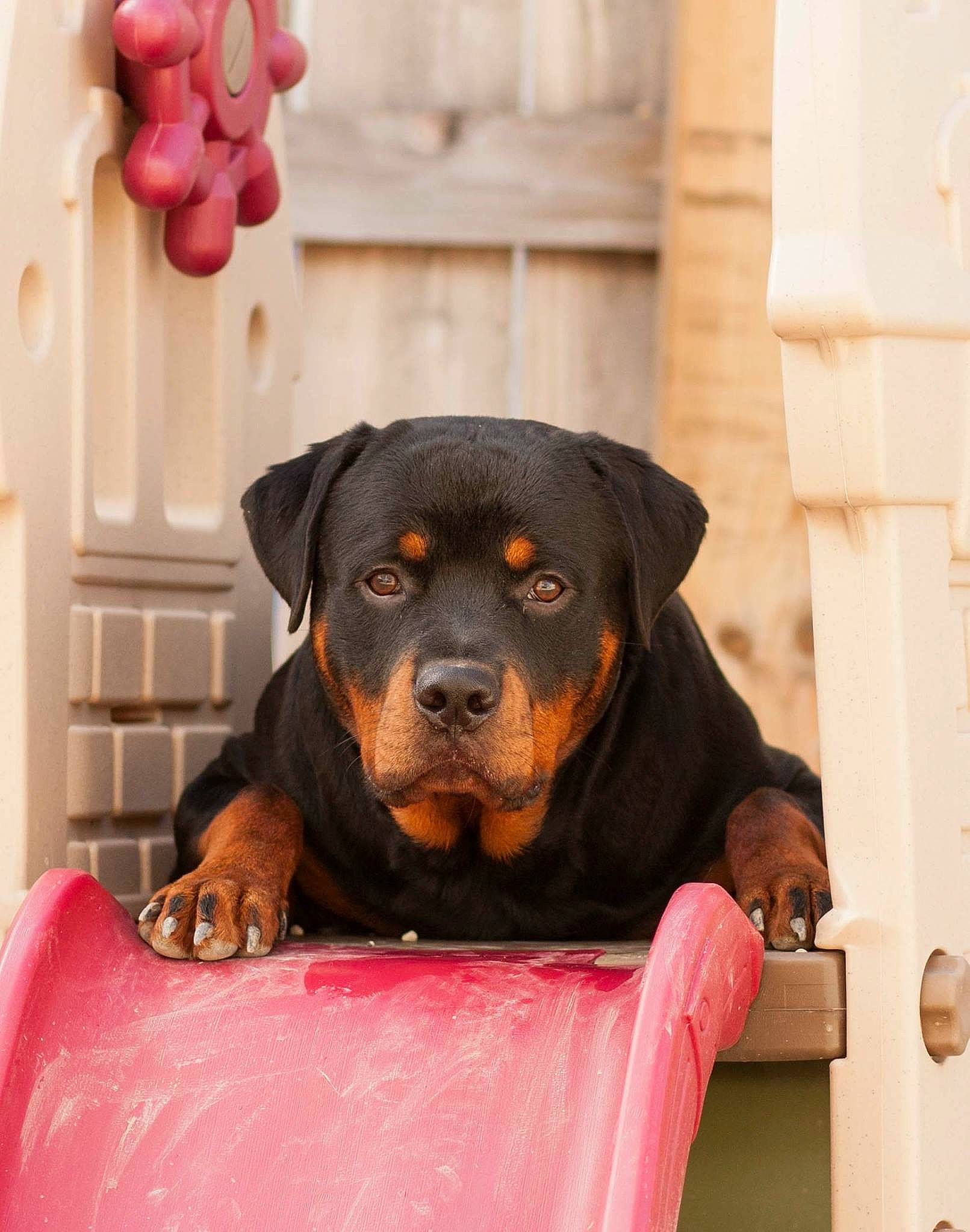 Kaiser joined the competition — help win amazing prizes! canidae, carnivore, companion_dog, dog, dog_breed, guard_dog, mammal, molosser, pink, puppy, rottweiler, snout, sporting_group, vertebrate, working_dog