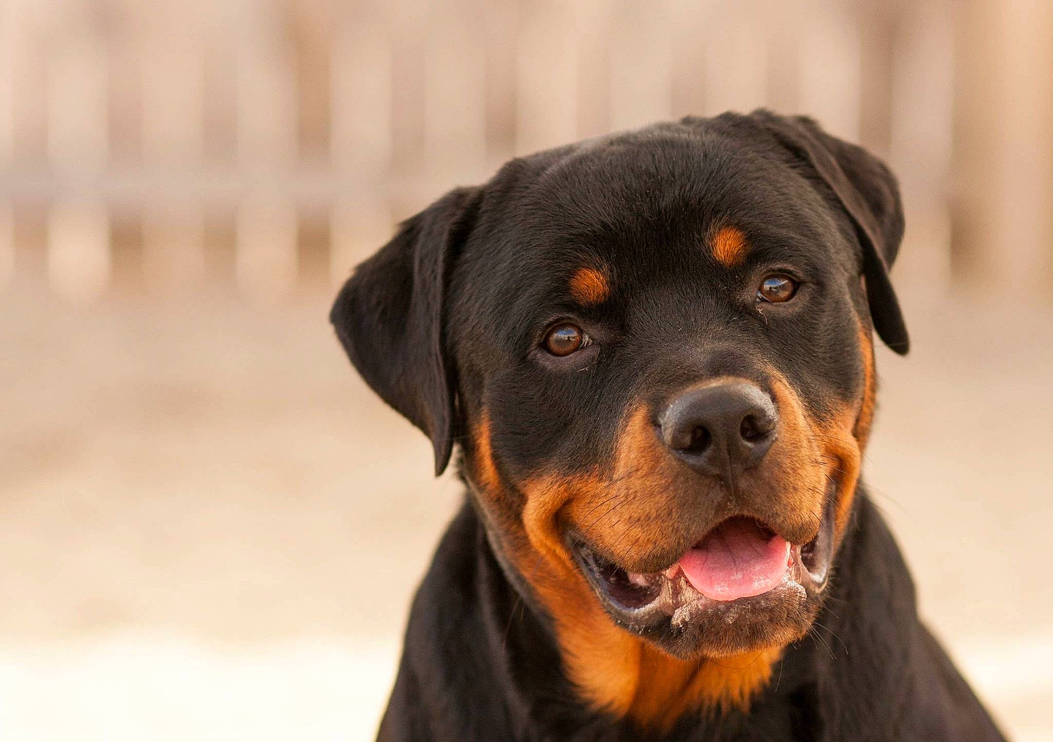 Kaiser is registered to the contest to win money with this photo: austrian_black_and_tan_hound, canidae, carnivore, companion_dog, dog, dog_breed, fawn, hunting_dog, mammal, molosser, rottweiler, snout, sporting_group, vertebrate, working_dog