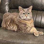 Sara joined the competition — help win amazing prizes! animal, cat, closeup, domestic_animal, ears, face, feline, fur, furniture, gray_cat, home, indoor, leather_chair, paws, pet, relaxed, resting, sitting, tabby_cat, whiskers