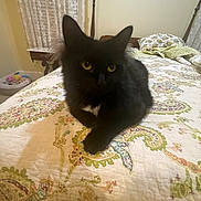 Muffin is registered to the contest to win money with this photo: animal, bed, bedspread, black_cat, cat, cozy, curtains, cute, domestic_cat, feline, fluffy, fur, furniture, indoor, paisley_pattern, pet, quiet, resting, room, yellow_eyes