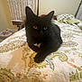 animal, bed, bedspread, black_cat, cat, cozy, curtains, cute, domestic_cat, feline, fluffy, fur, furniture, indoor, paisley_pattern, pet, quiet, resting, room, yellow_eyes