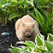 Boy Boy joined the competition — help win amazing prizes! cat, cream_colored_cat, flora, foliage, garden, greenery, leaves, lush, mulch, nature, outdoor, peaceful, pet, plants, relaxing, resting, shrubbery, small_toy, sunlight, toy_car
