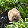 cat, cream_colored_cat, flora, foliage, garden, greenery, leaves, lush, mulch, nature, outdoor, peaceful, pet, plants, relaxing, resting, shrubbery, small_toy, sunlight, toy_car