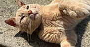 Boy Boy joined the competition — help win amazing prizes! adorable, animal, cat, closeup, concrete, cute, daylight, feline, fur, ginger_cat, mammal, nature, outdoor, paw, pet, playful, relaxed, resting, sunlight, whiskers
