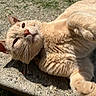 adorable, animal, cat, closeup, concrete, cute, daylight, feline, fur, ginger_cat, mammal, nature, outdoor, paw, pet, playful, relaxed, resting, sunlight, whiskers