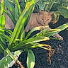 Boy Boy is registered to the contest to win money with this photo: animal, calm, cat, closeup, daylight, feline, flora, garden, greenery, leaves, mulch, nature, orange_cat, outdoor, pet, plants, relaxing, resting, shaded, sunlight