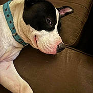 Meeko joined the competition — help win amazing prizes! animal, black_and_white, brown, canine, close_up, collar, companion, couch, cute, dog, domestic, fur, indoors, laying_down, pet, portrait, relaxed, resting, side_eye, sleepy