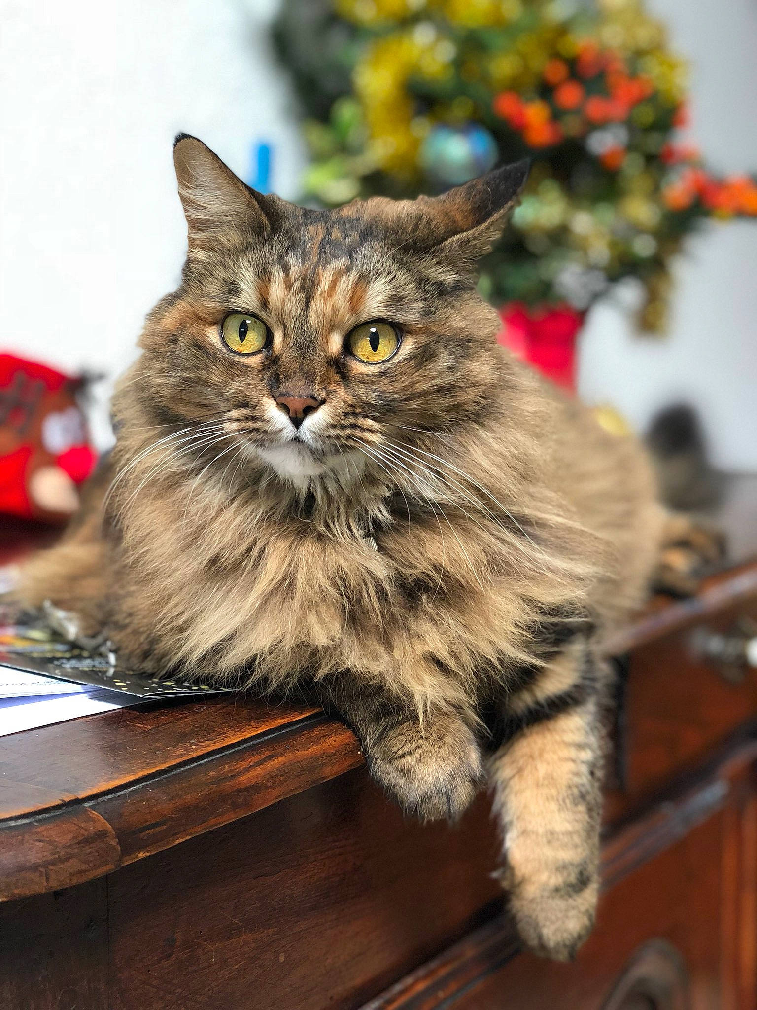 Lilly participe au concours pour gagner de l'argent avec cette photo : box, carnivore, cat, domestic_short_haired_cat, felidae, fur, maine_coon, plant, sitting, small_to_medium_sized_cats, snout, tail, tree, whiskers, wood