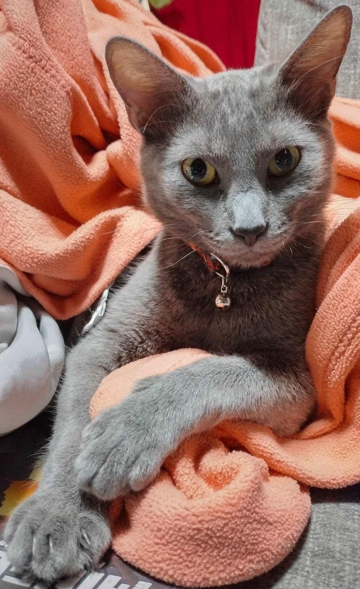 Smokey joined the competition — help win amazing prizes! carnivore, cat, claw, comfort, domestic_short_haired_cat, ear, felidae, fur, grey, russian_blue, small_to_medium_sized_cats, snout, terrestrial_animal, whiskers