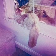 Nala joined the competition — help win amazing prizes! cat, fluffy, windowsill, reflection, indoor, feline, curious, tail, purple_tint, vintage_style, cozy, pet, animal, window, relaxed, domestic, fur, soft_lighting, home, resting