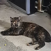 Kalie participe au concours pour gagner de l'argent avec cette photo : cat, tortoiseshell_cat, animal, pet, floor, concrete, lying_down, ears, whiskers, tail, outdoor, appliance, metal, black, fur, alert, domestic, quiet, resting, side_view