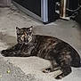 cat, tortoiseshell_cat, animal, pet, floor, concrete, lying_down, ears, whiskers, tail, outdoor, appliance, metal, black, fur, alert, domestic, quiet, resting, side_view