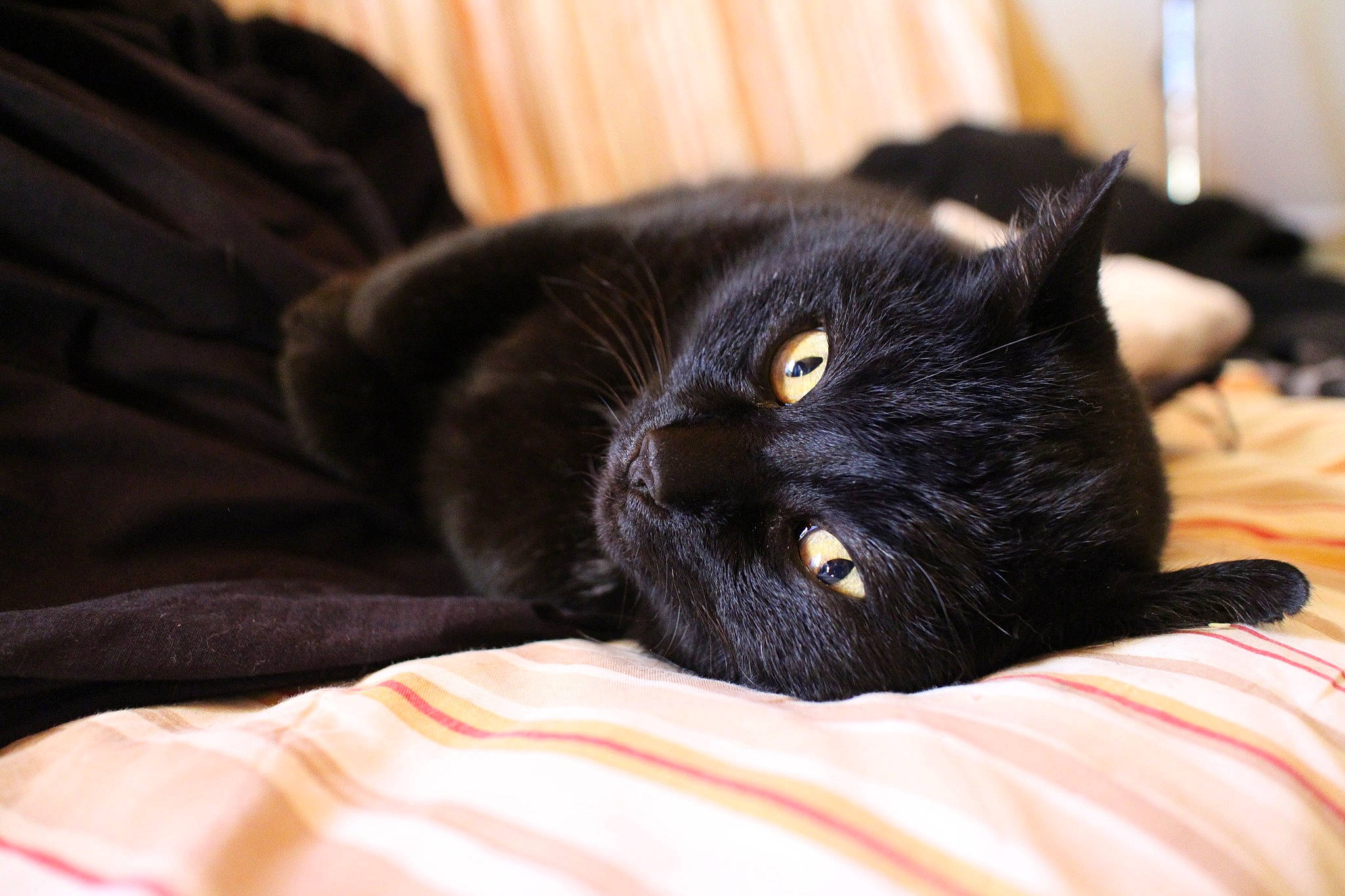 Ptiminet a rejoint le concours — aidez-le/la à gagner de superbes lots ! black, black_cat, bombay, british_shorthair, carnivore, cat, eye, felidae, fur, mammal, small_to_medium_sized_cats, snout, whiskers