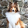 dog, shetland_sheepdog, fluffy, fur, outdoor, stone_wall, rock, pet, animal, portrait, sitting, brown, white, ears, face, canine, nature, fur_texture, alert, companion
