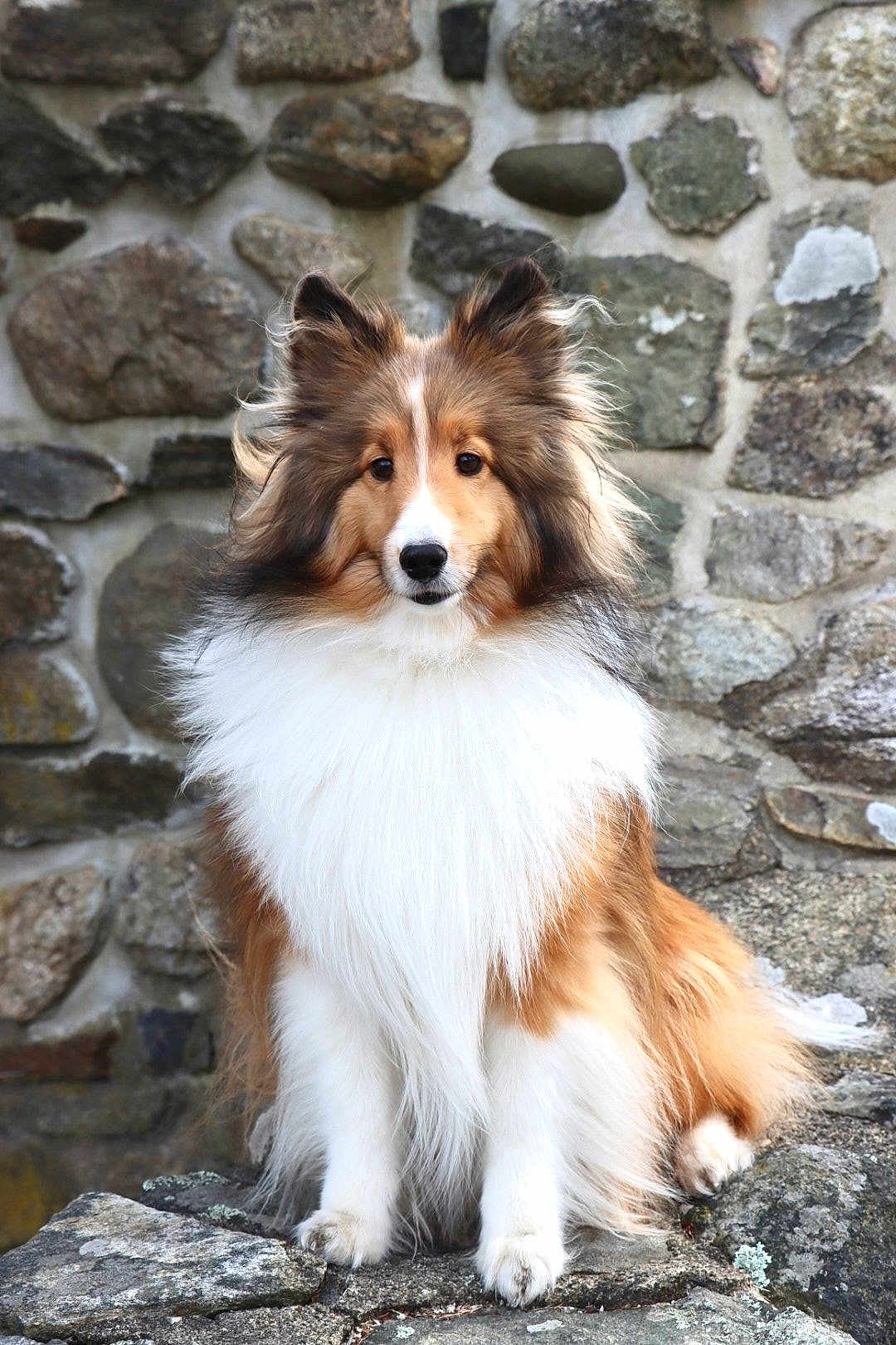 Kobi joined the competition — help win amazing prizes! dog, shetland_sheepdog, fluffy, fur, outdoor, stone_wall, rock, pet, animal, portrait, sitting, brown, white, ears, face, canine, nature, fur_texture, alert, companion