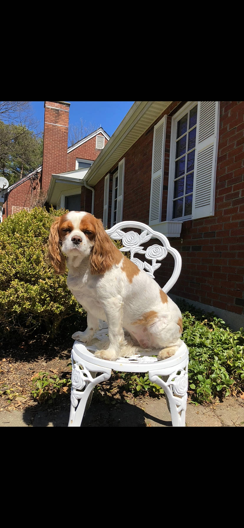 Bindi is registered to the contest to win money with this photo: brick, brickwork, building, carnivore, cavalier_king_charles_spaniel, companion_dog, dog, dog_breed, fur, gun_dog, house, king_charles_spaniel, liver, plant, sky, snout, sporting_group, tail, tree, window