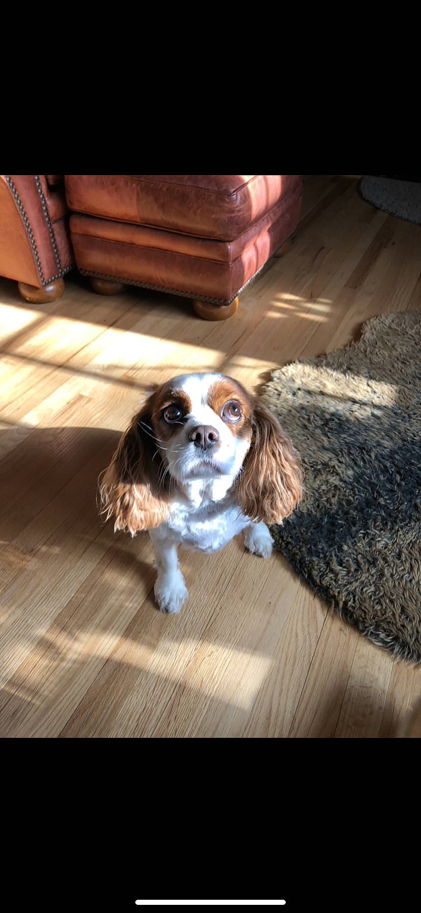 Bindi joined the competition — help win amazing prizes! bored, brown, canidae, carnivore, cavalier_king_charles_spaniel, companion_dog, dog, dog_breed, fawn, flooring, fur, hardwood, king_charles_spaniel, liver, snout, spaniel, sporting_group, terrestrial_animal, toy_dog, wood