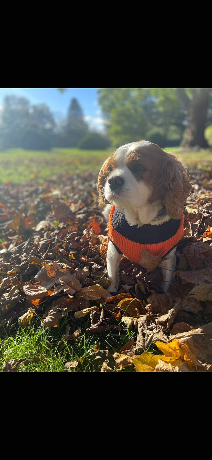 Bindi is registered to the contest to win money with this photo: carnivore, companion_dog, dog, dog_breed, dog_supply, fawn, goggles, grass, happy, leaf, natural_landscape, people_in_nature, plant, sky, snout, soil, sporting_group, sunglasses, tree, wood